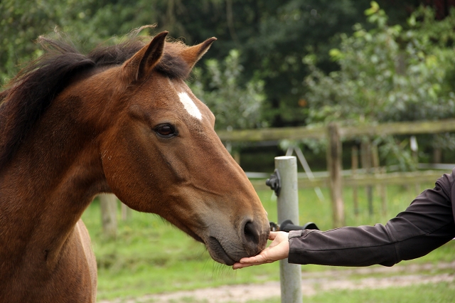 Pferde in der Therapie und Coaching