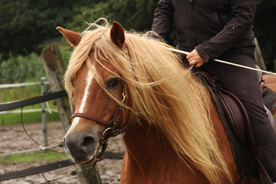 FRAUENREITKURSE - REITEN MIT BEWUSSTHEIT